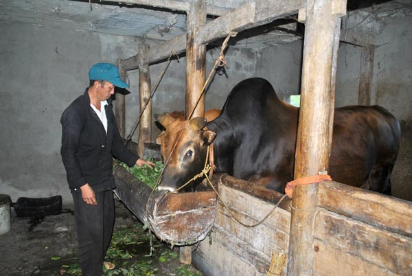 Cùng với phát triển du lịch, chăn nuôi đại gia súc cũng được xã Sủng Là (Đồng Văn) xem là giải pháp để giảm nghèo bền vững.